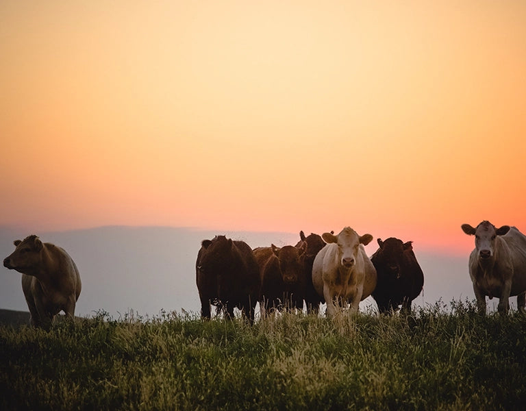 Small group of cows standing in grass field