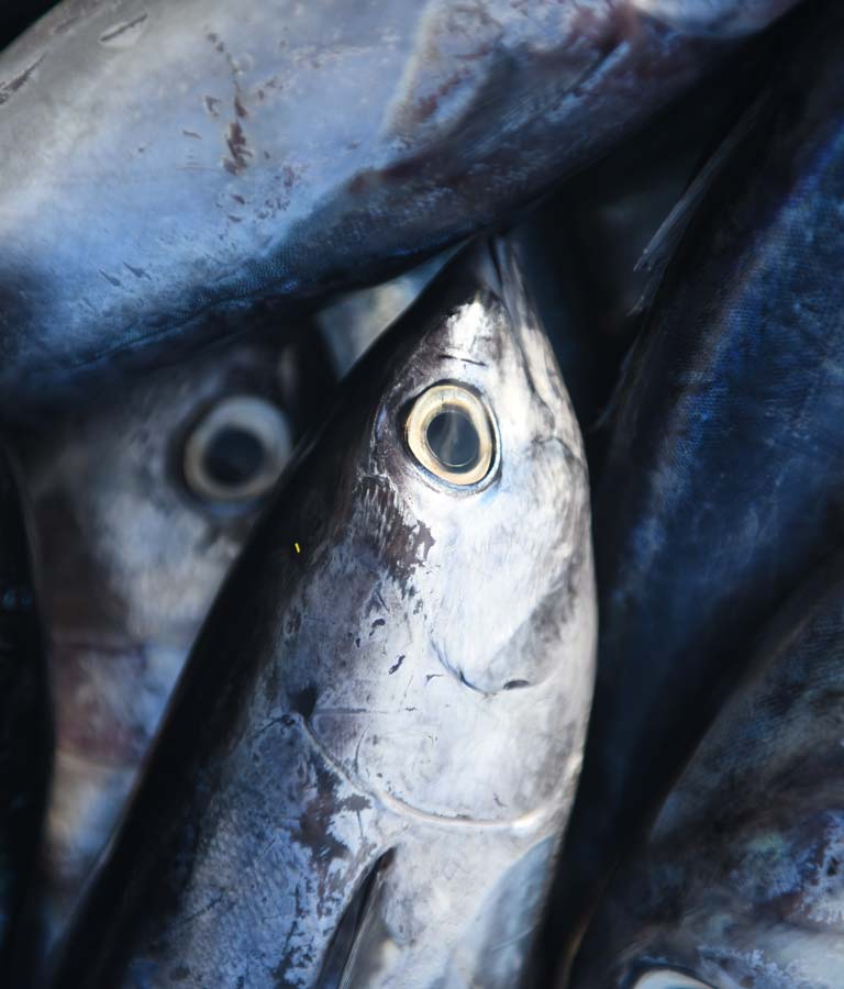 a landscape close  up shot of a fish